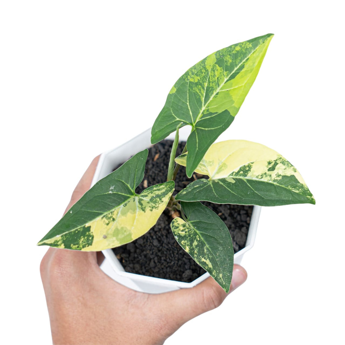 Syngonium Aurea Variegated