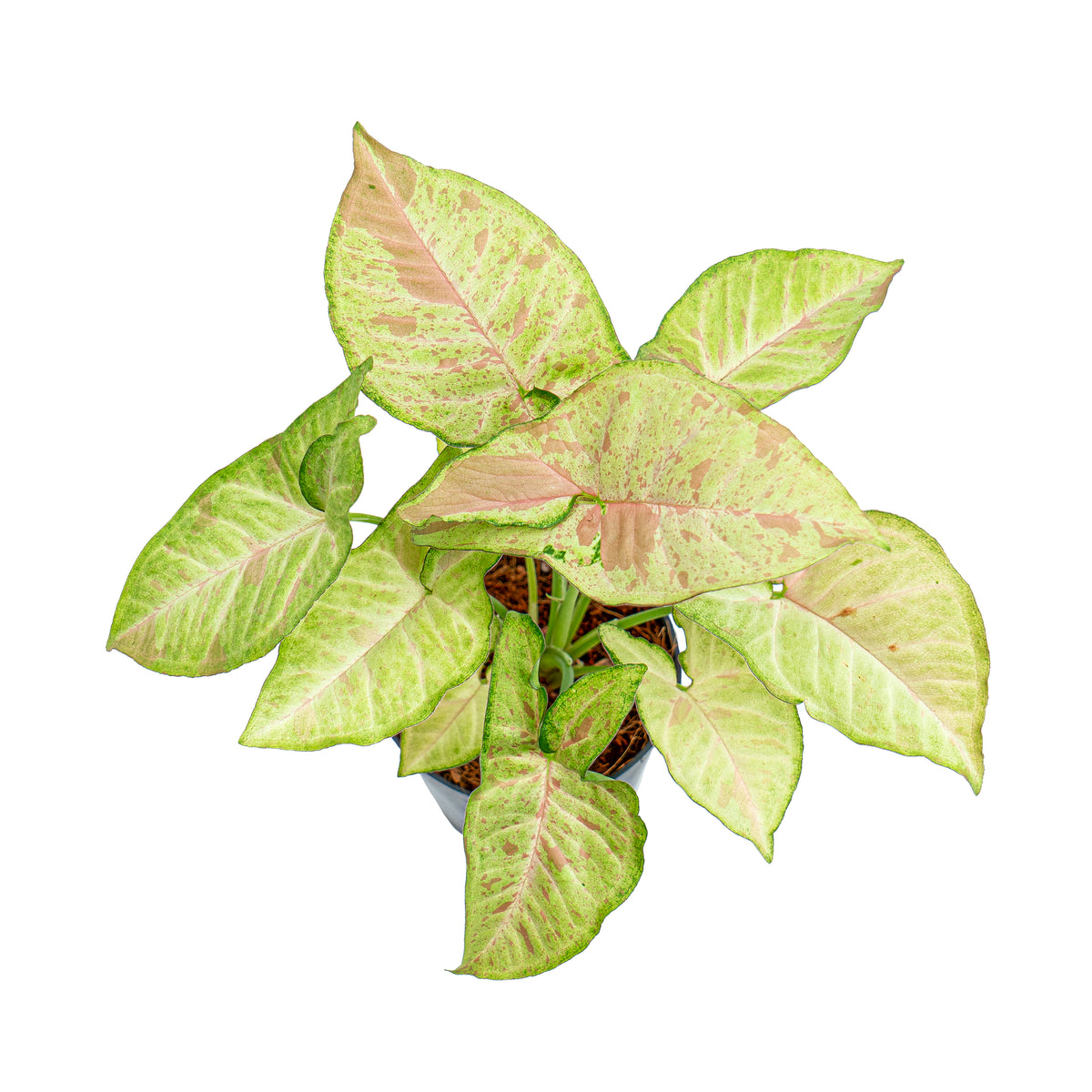 Syngonium Confetti
