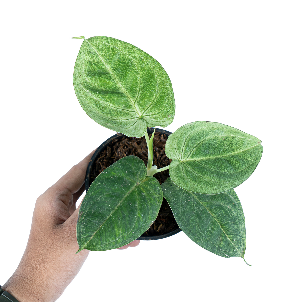 Syngonium Frosted Heart