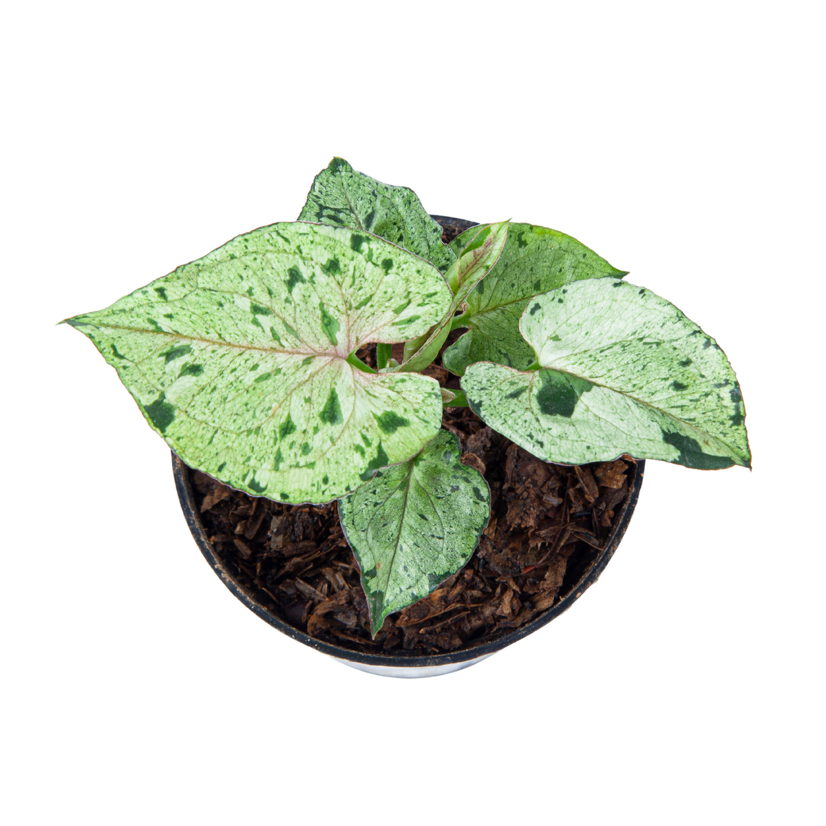 Syngonium Green Splash