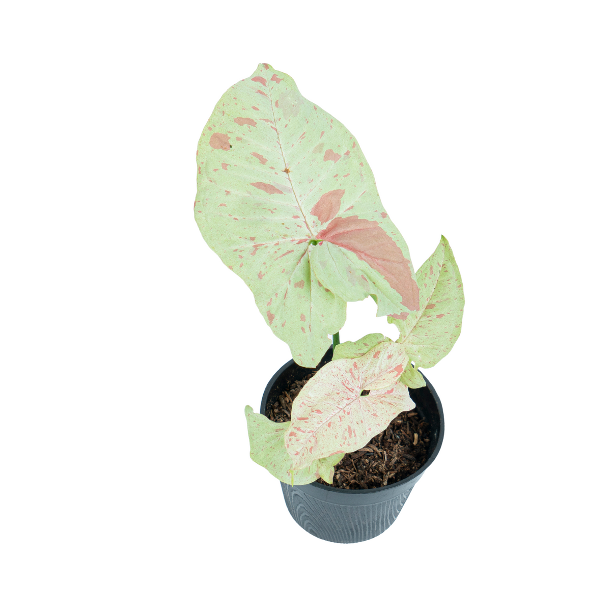 Syngonium Milk Confetti