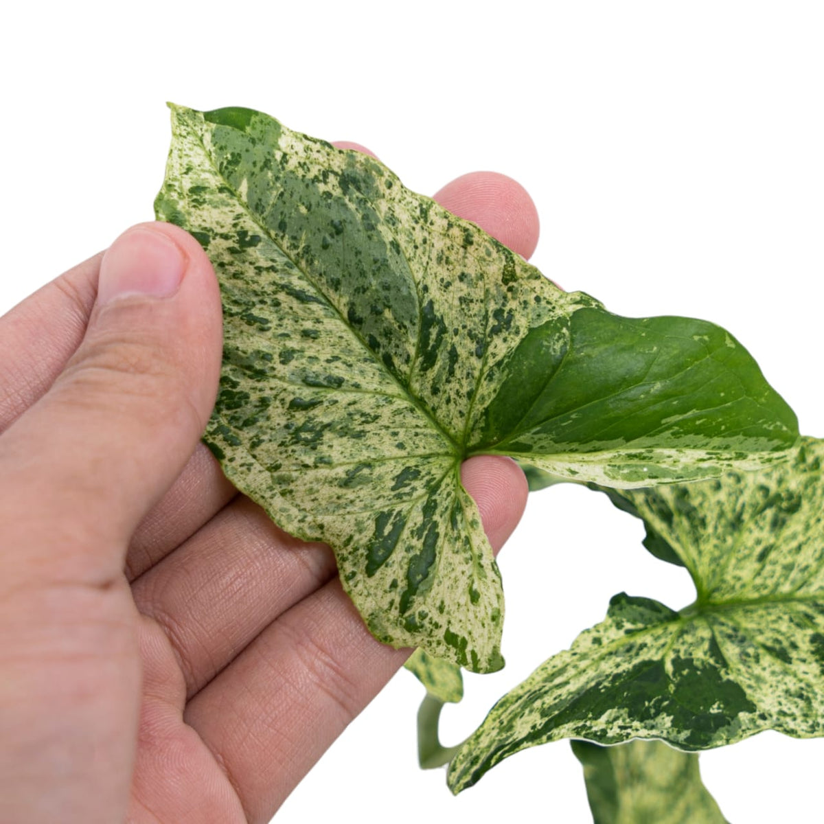 Syngonium Mottled - Mojito