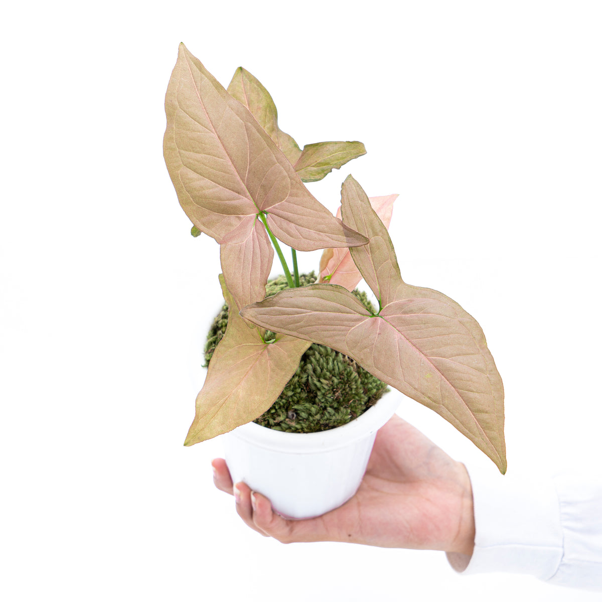 Syngonium Pink