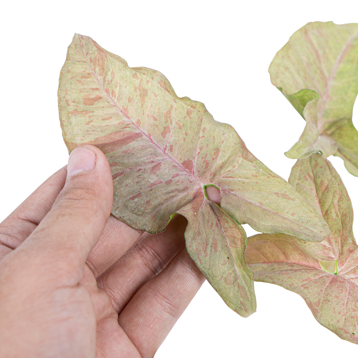 Syngonium Pink Spot