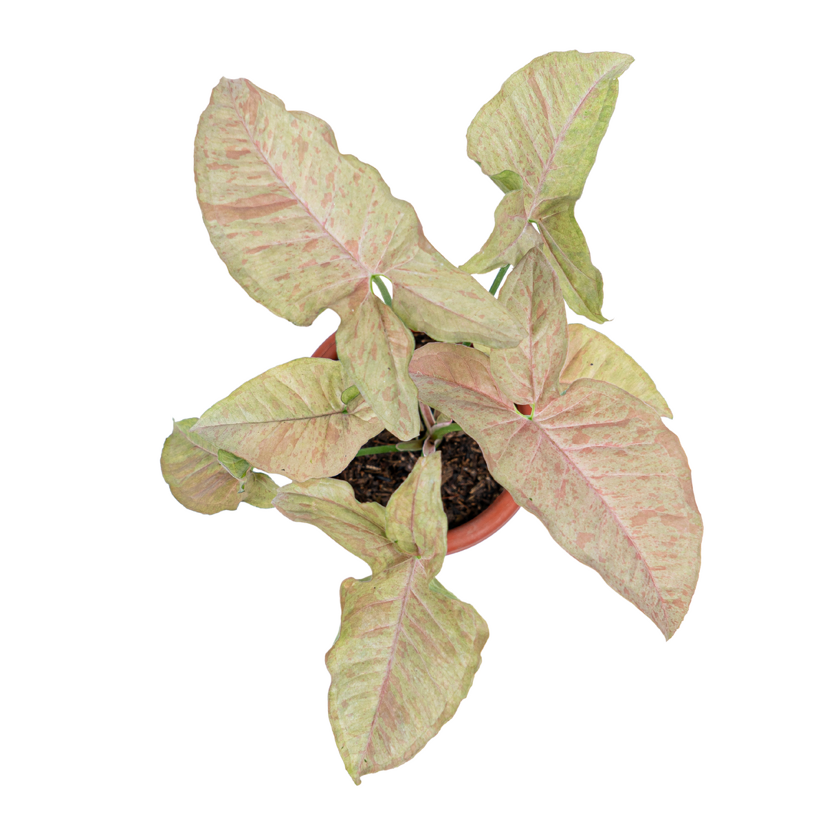 Syngonium Pink Spot