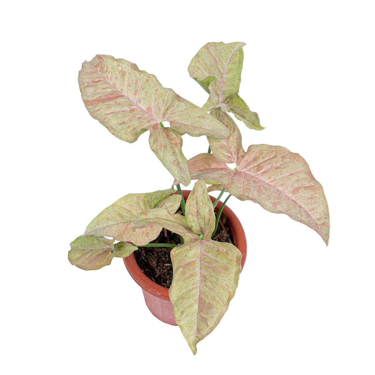 Syngonium Pink Spot