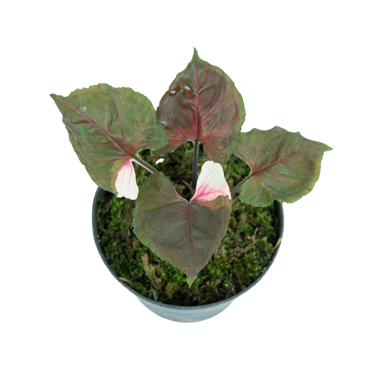 Syngonium Strawberry Ice