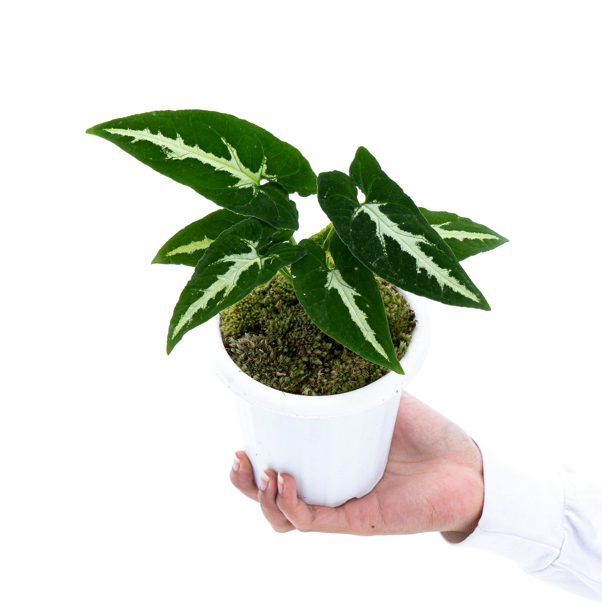 Syngonium Wenlandii