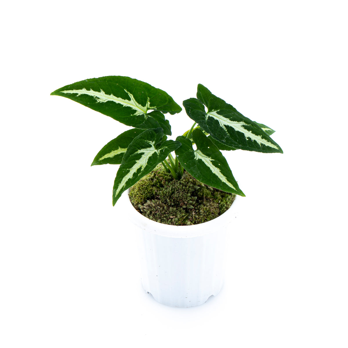 Syngonium Wenlandii