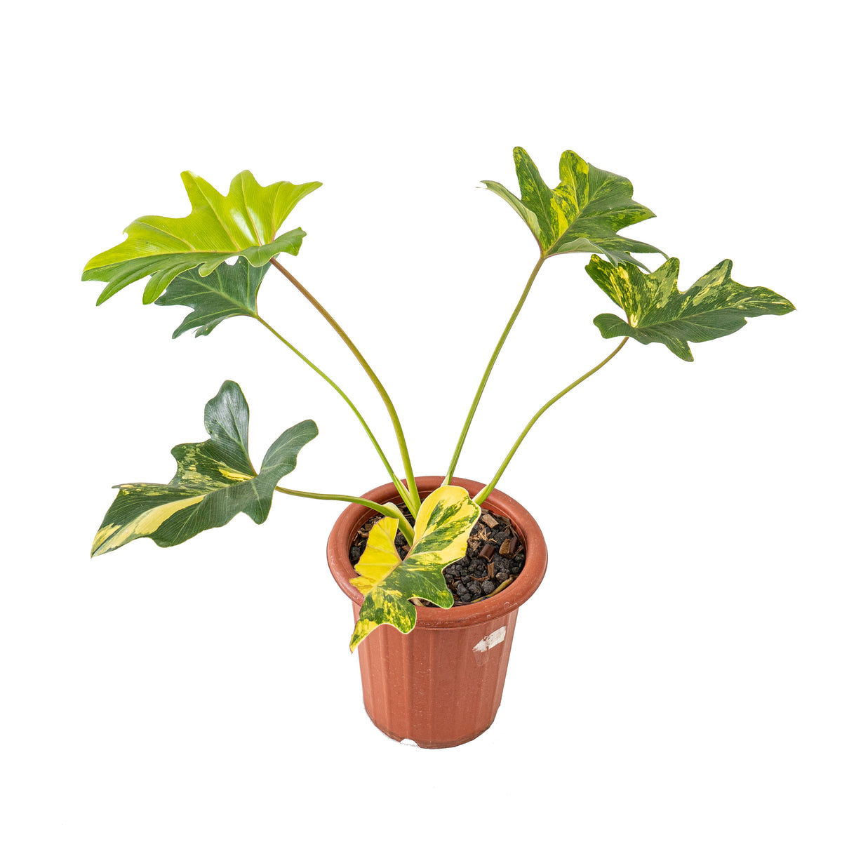 Thaumatophyllum Java Beauty