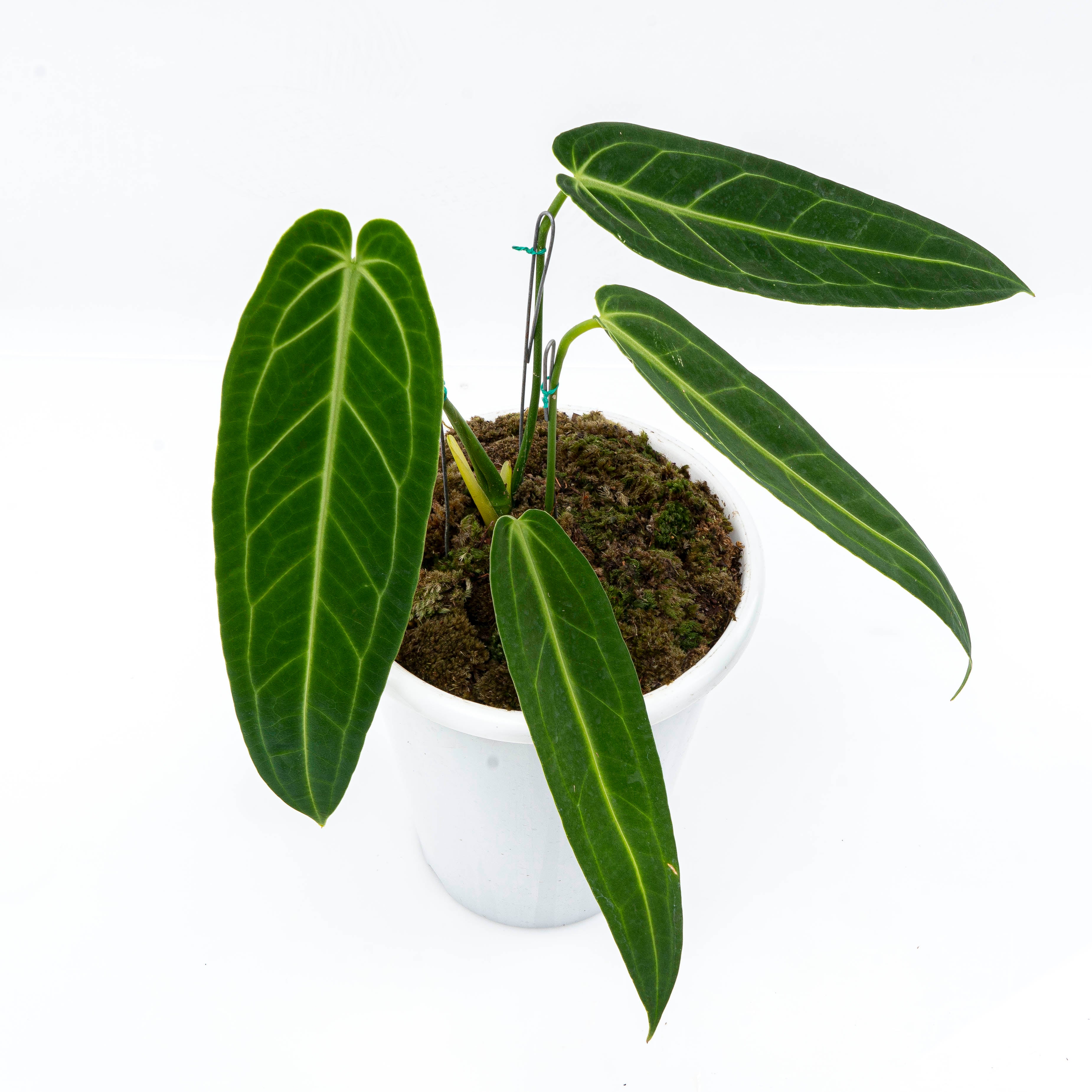 Anthurium Warocqueanum - Mature size