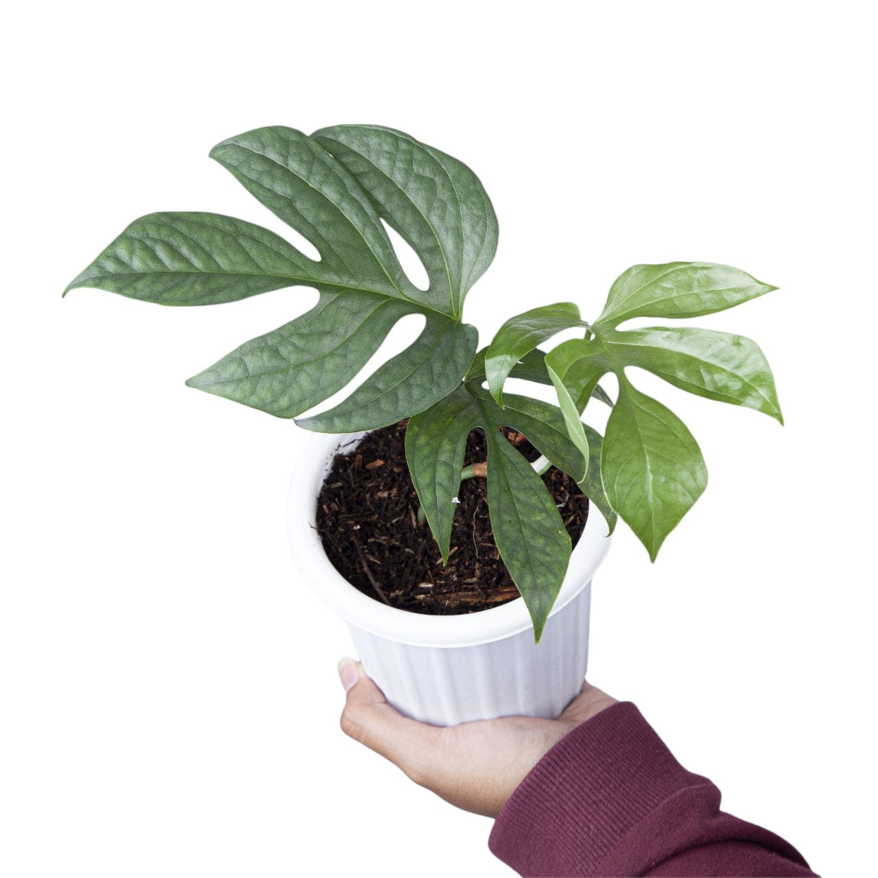 philodendron amydrium silver Amydrium Silver