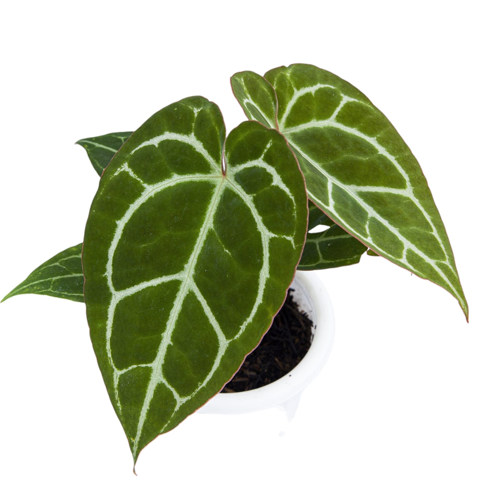 Anthurium Chrystalinum Red Stem