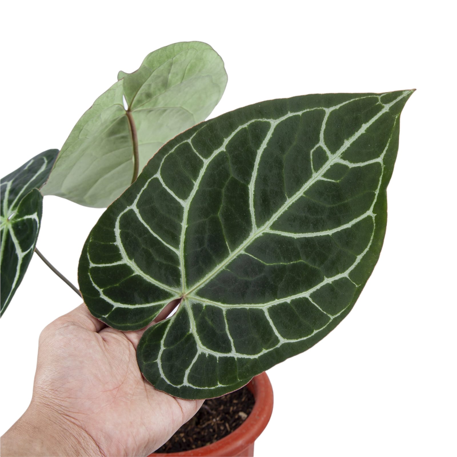 Anthurium Crystallinum Red Stem