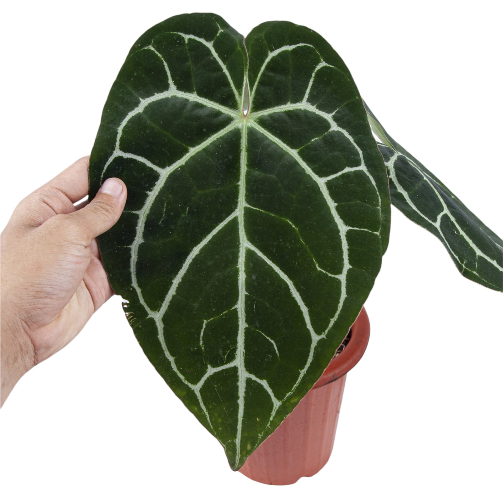 Anthurium Crystallinum Red Stem