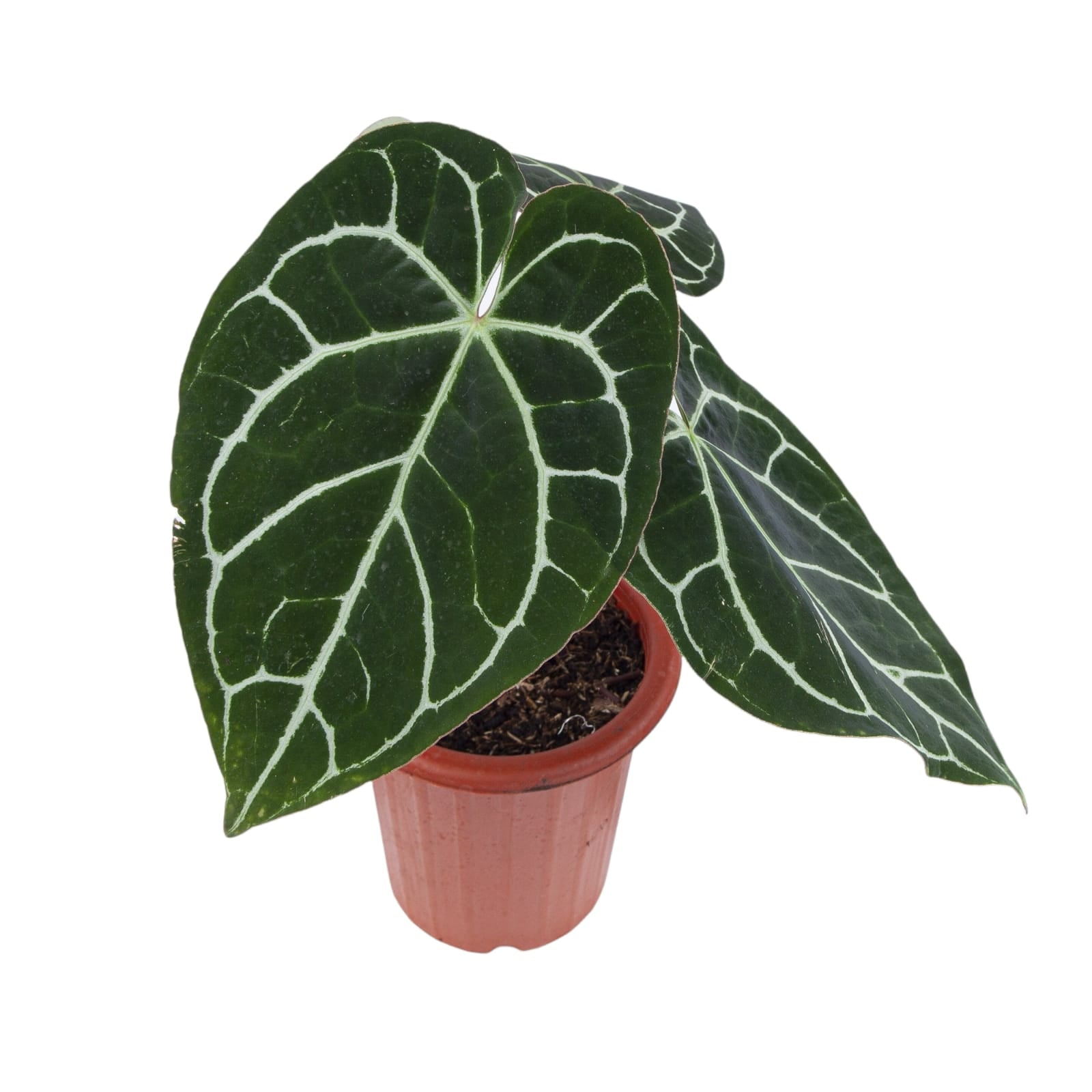 Anthurium Crystallinum Red Stem