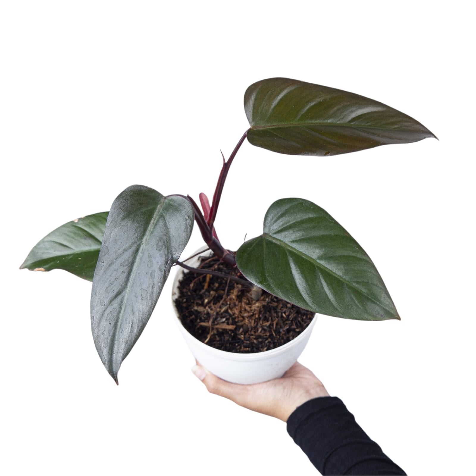 dark philodendron Philodendron ~ Dark Lord Live Plant (Fresh Cutting) (Regular)