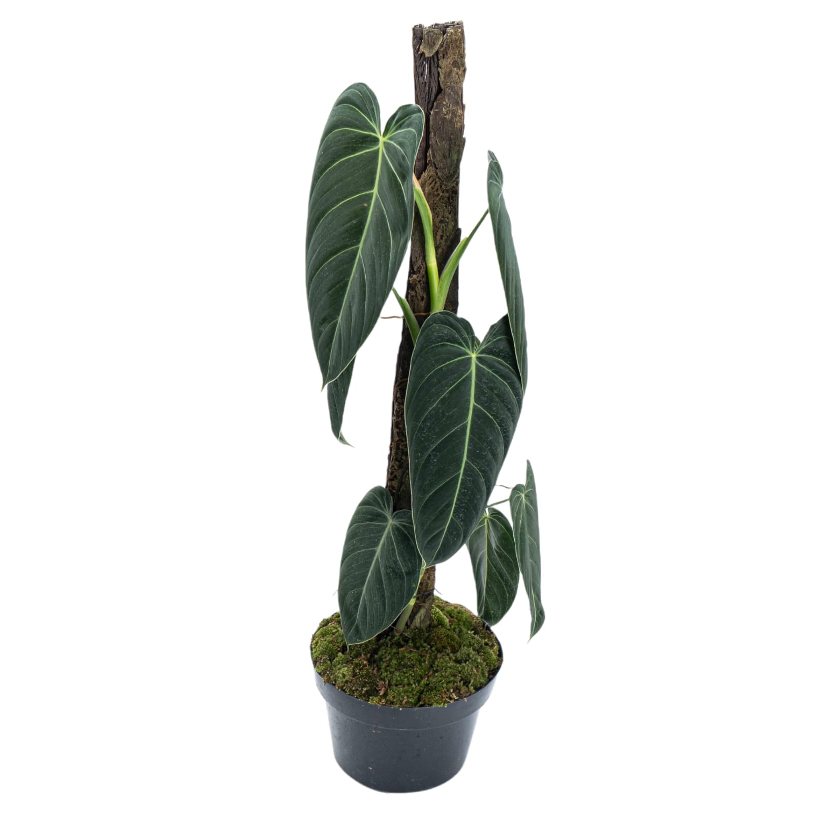 Philodendron Melanochrysum