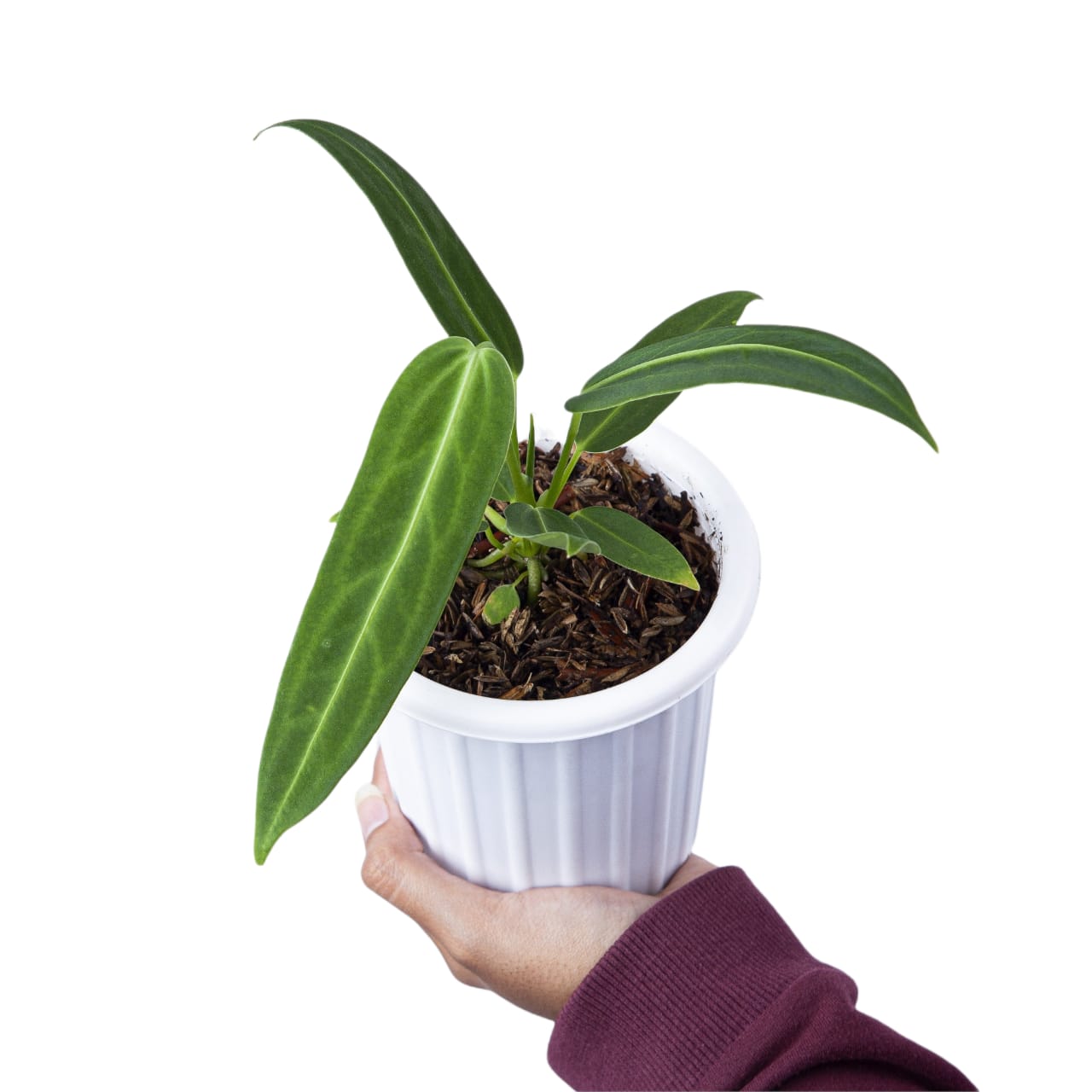anthurium warocqueanum for sale Anthurium Warocqueanum