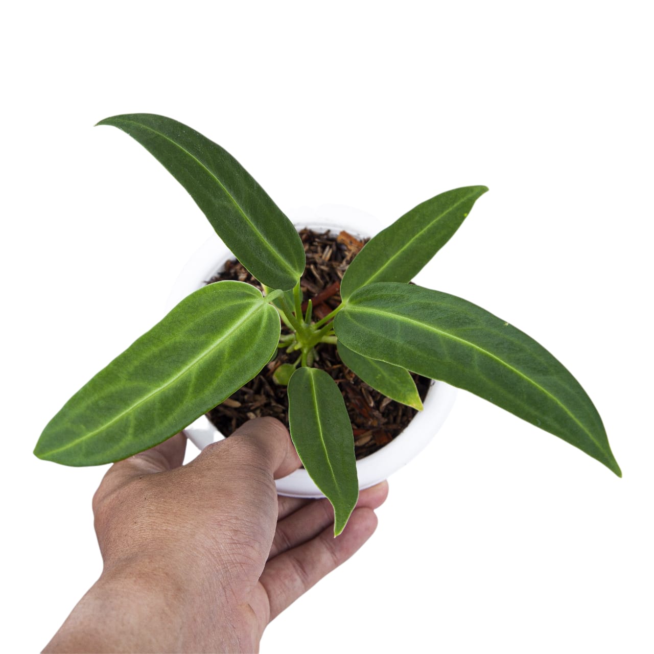 Anthurium Warocqueanum