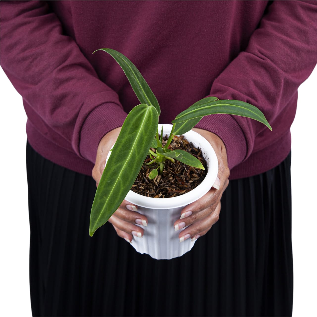 Anthurium Warocqueanum