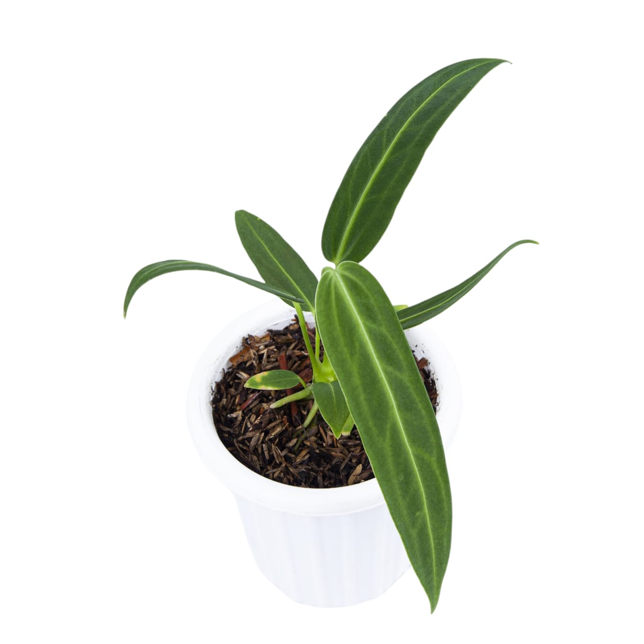 Anthurium Warocqueanum