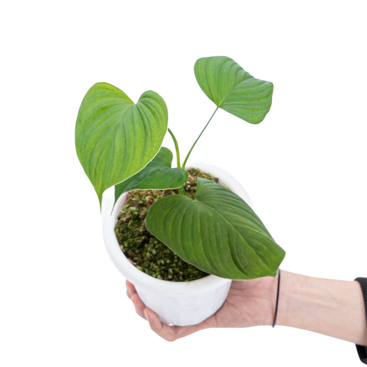 Philodendron Vibrae Catapillum