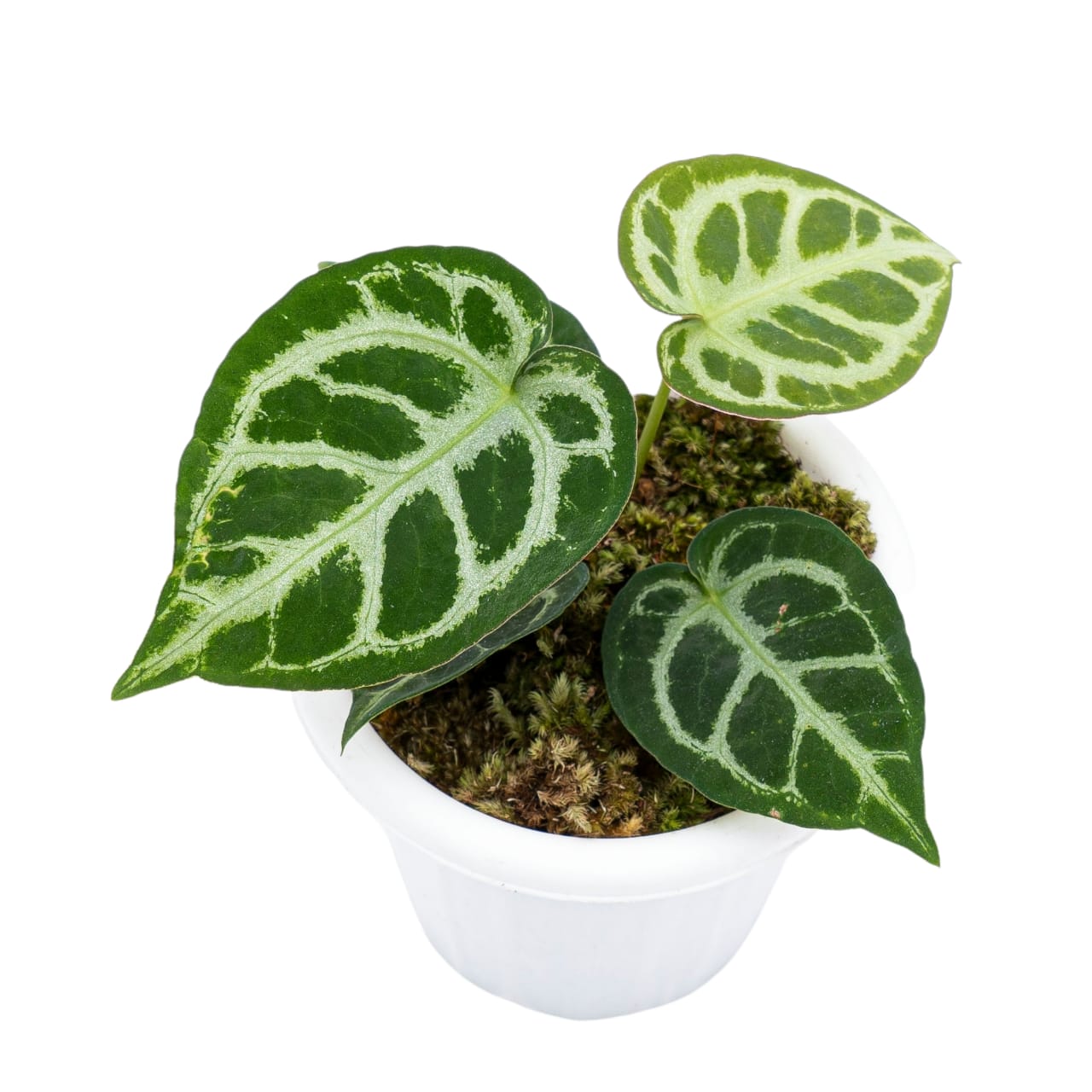 Anthurium Crystallinum