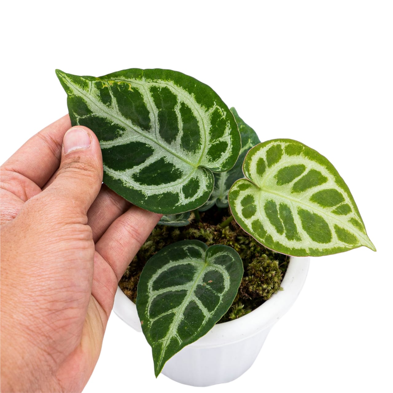 Anthurium Crystallinum