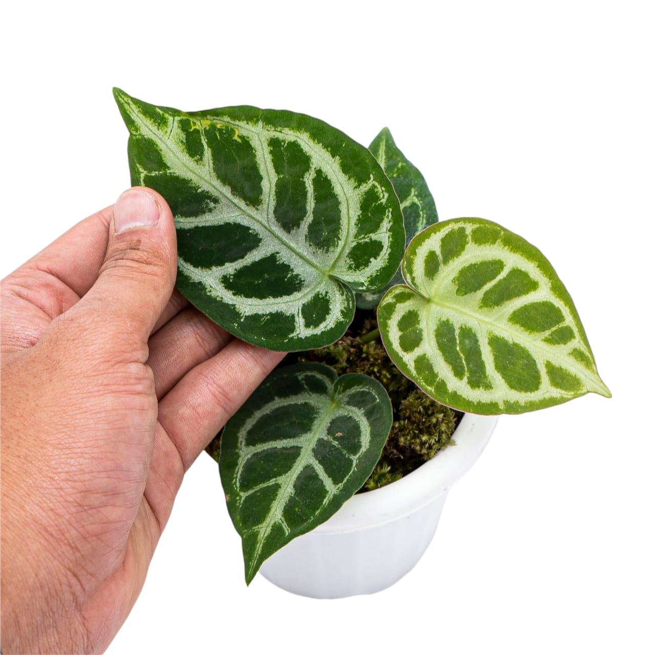 Anthurium Crystallinum