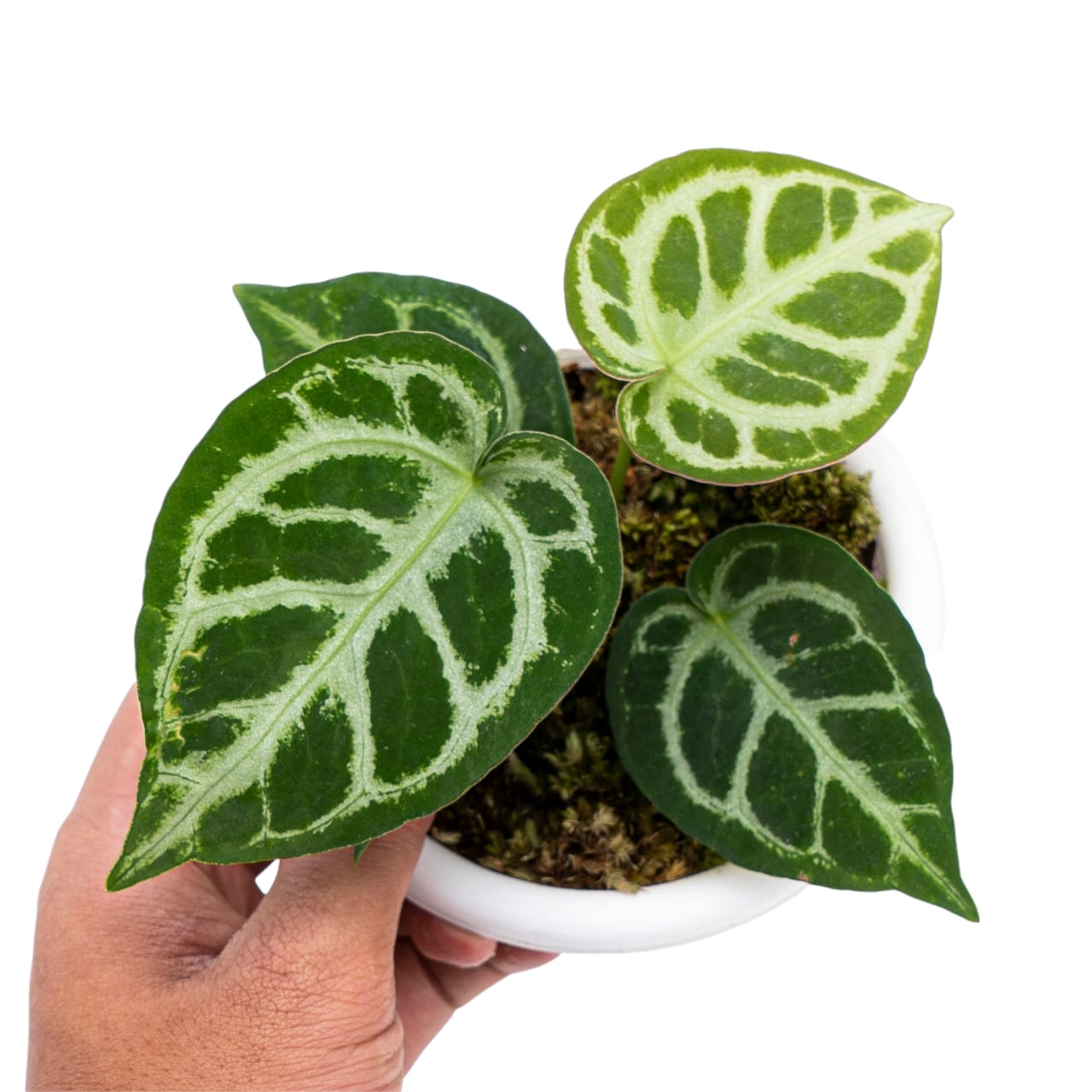 Anthurium Crystallinum