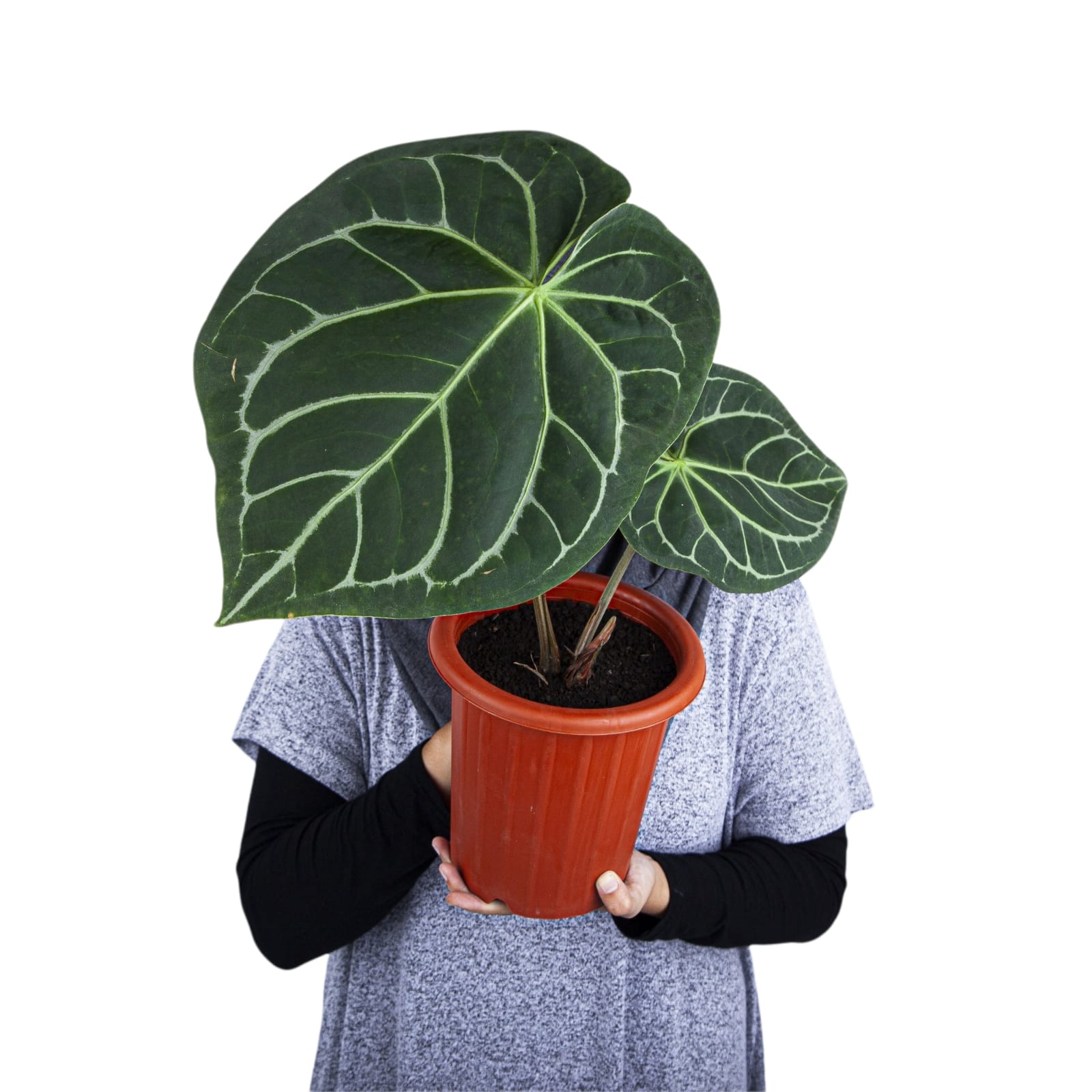 anthurium magnificum buy Anthurium Magnificum
