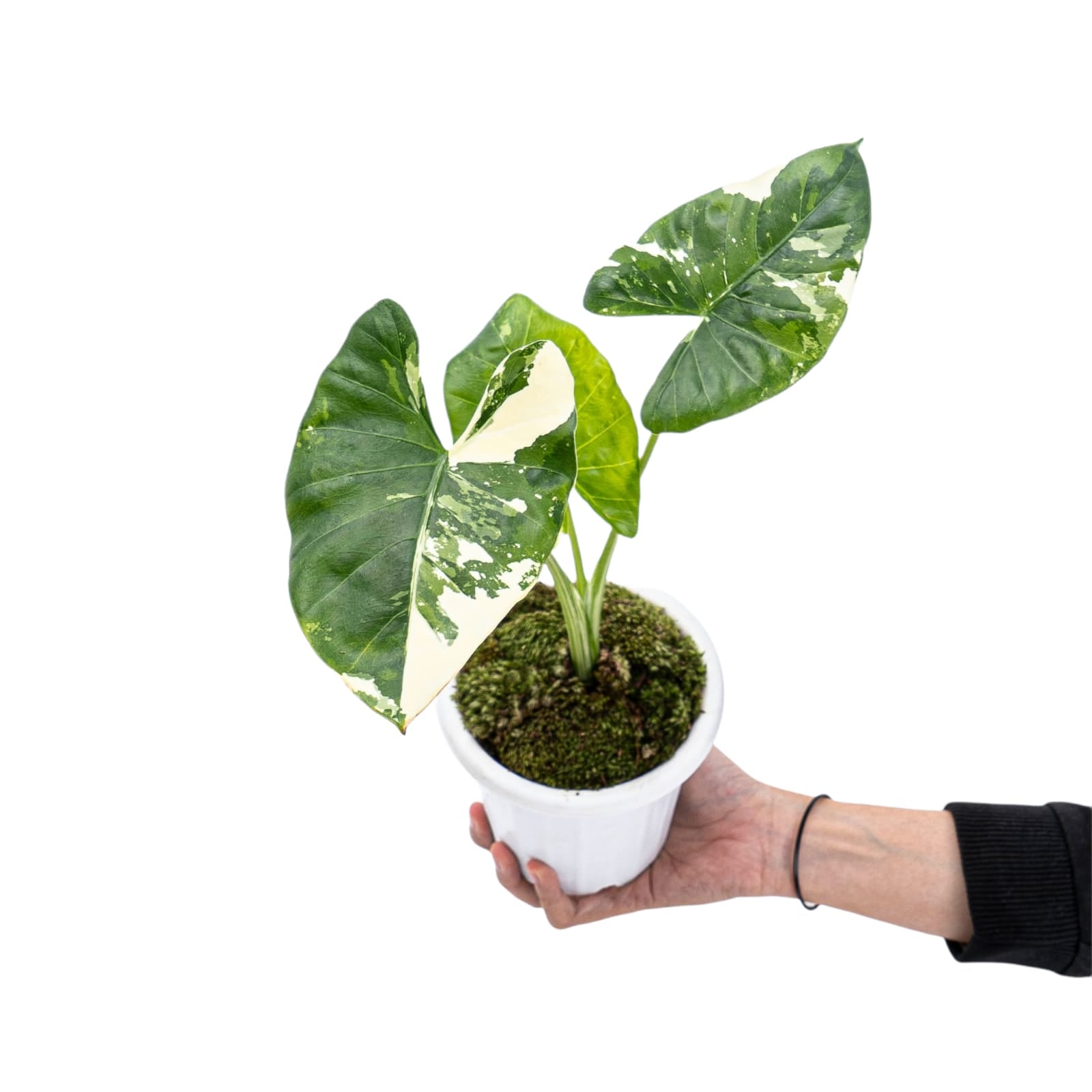 alocasia macrorrhiza albo variegata Alocasia macrorrhiza Albo Variegata