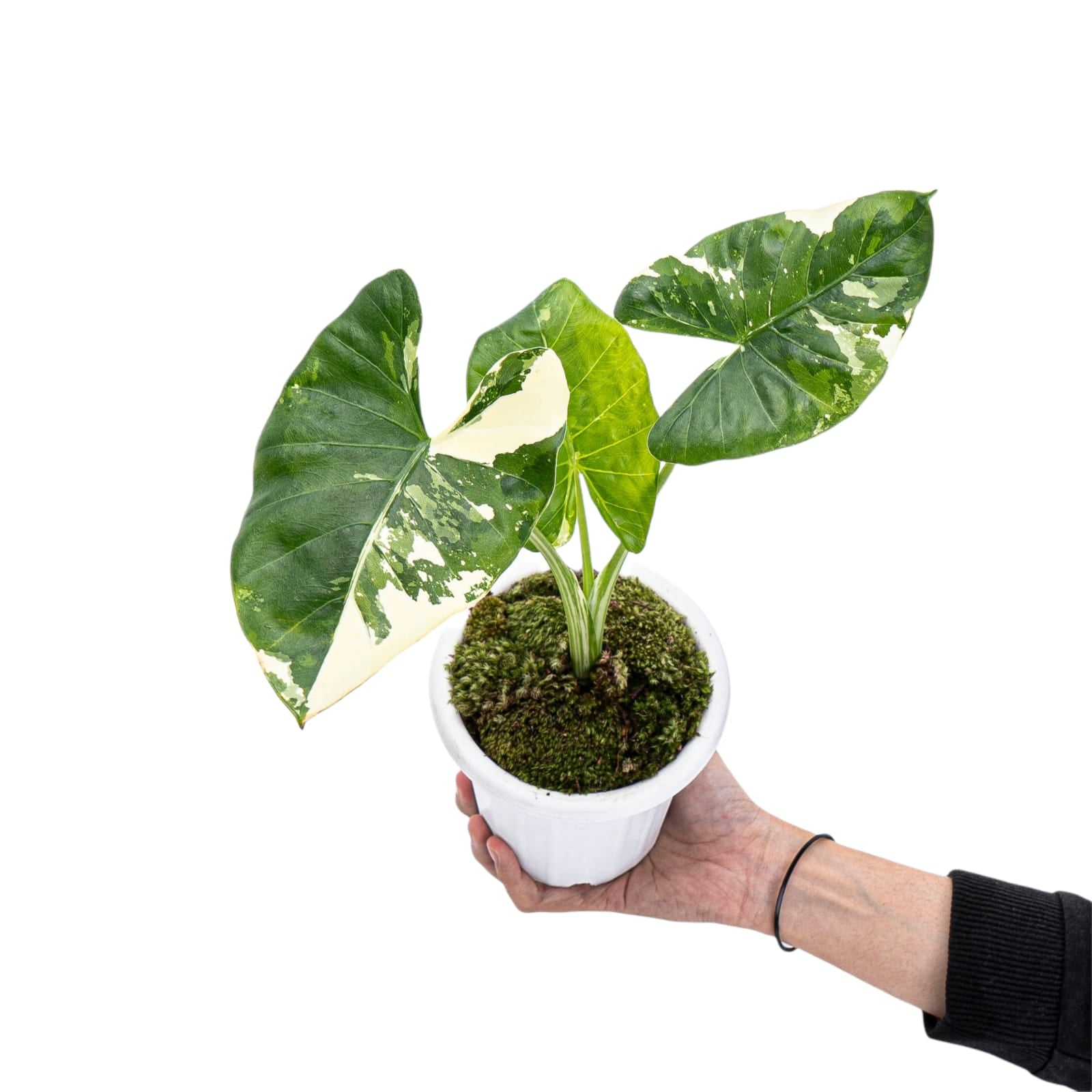 Alocasia Macrorrhiza Variegated