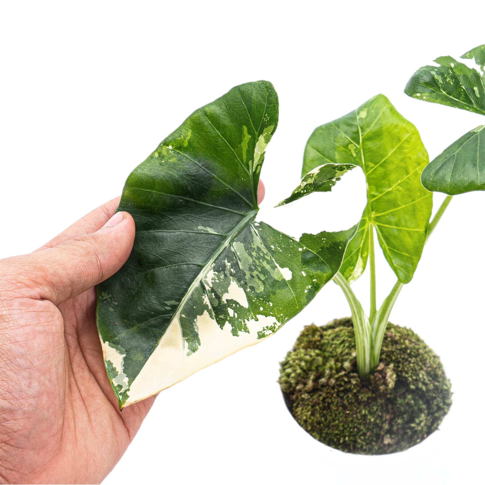 Alocasia Macrorrhiza Variegated