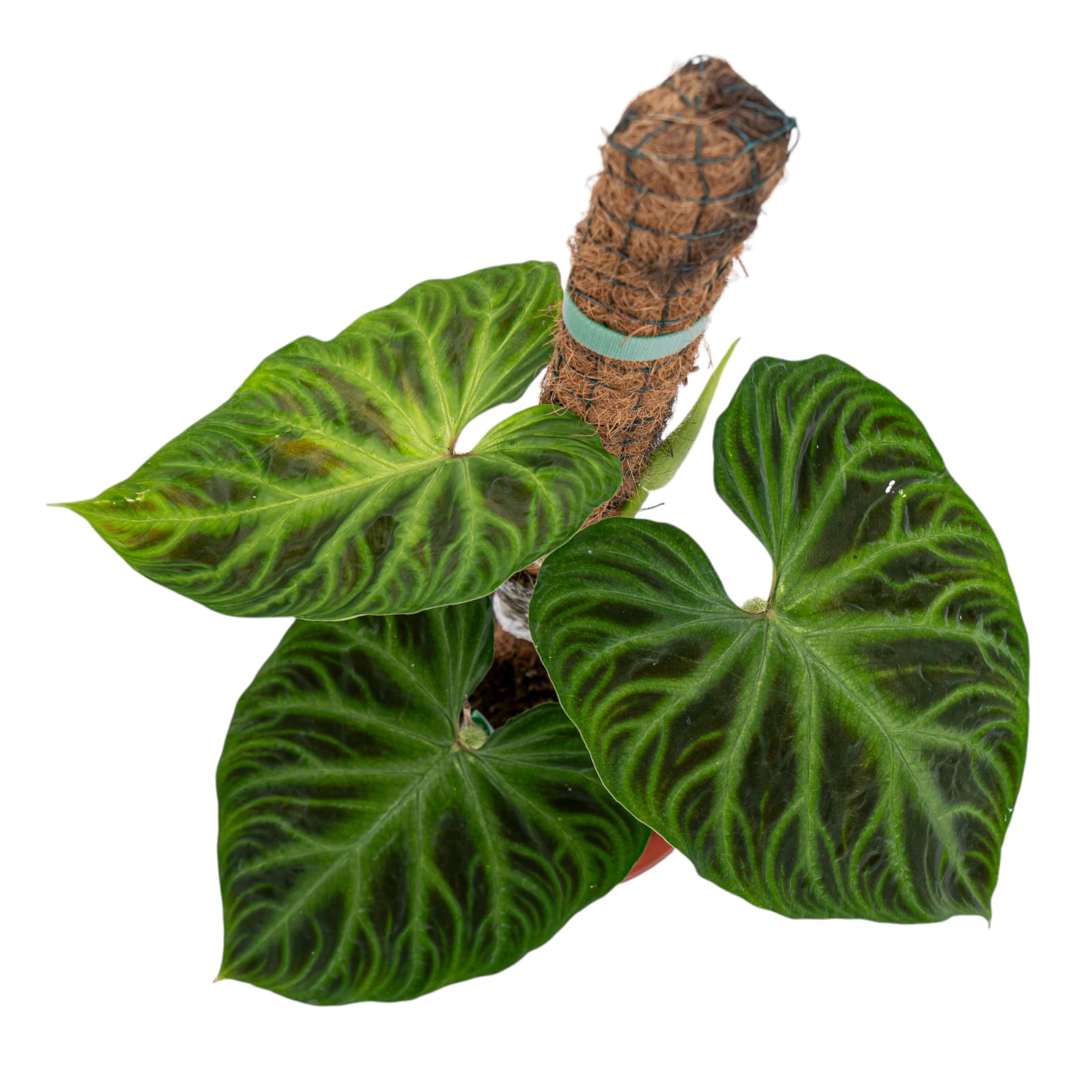 Philodendron Verrucosum