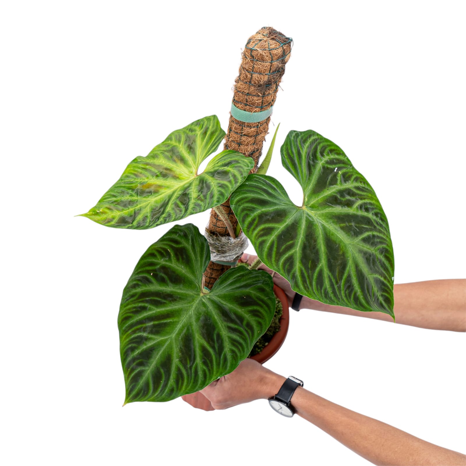 Philodendron Verrucosum