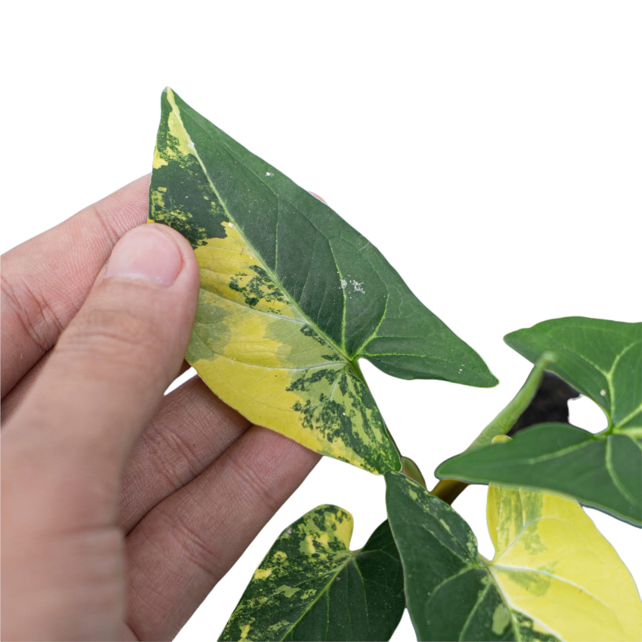 Syngonium Aurea Variegated