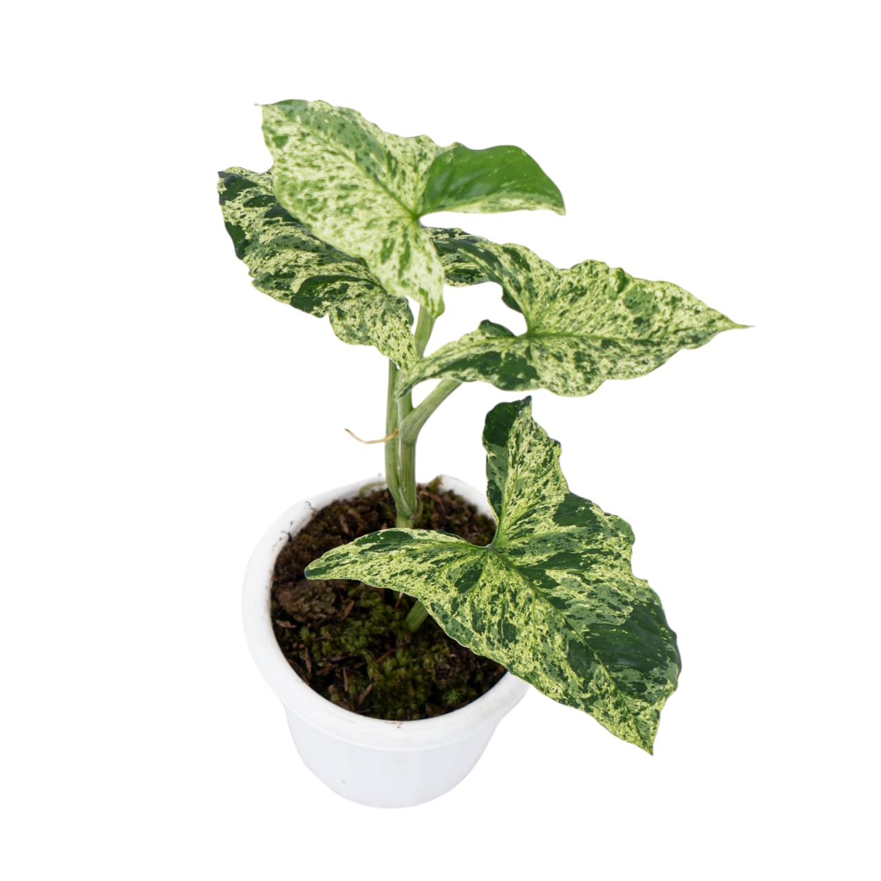 Syngonium Mottled - Mojito