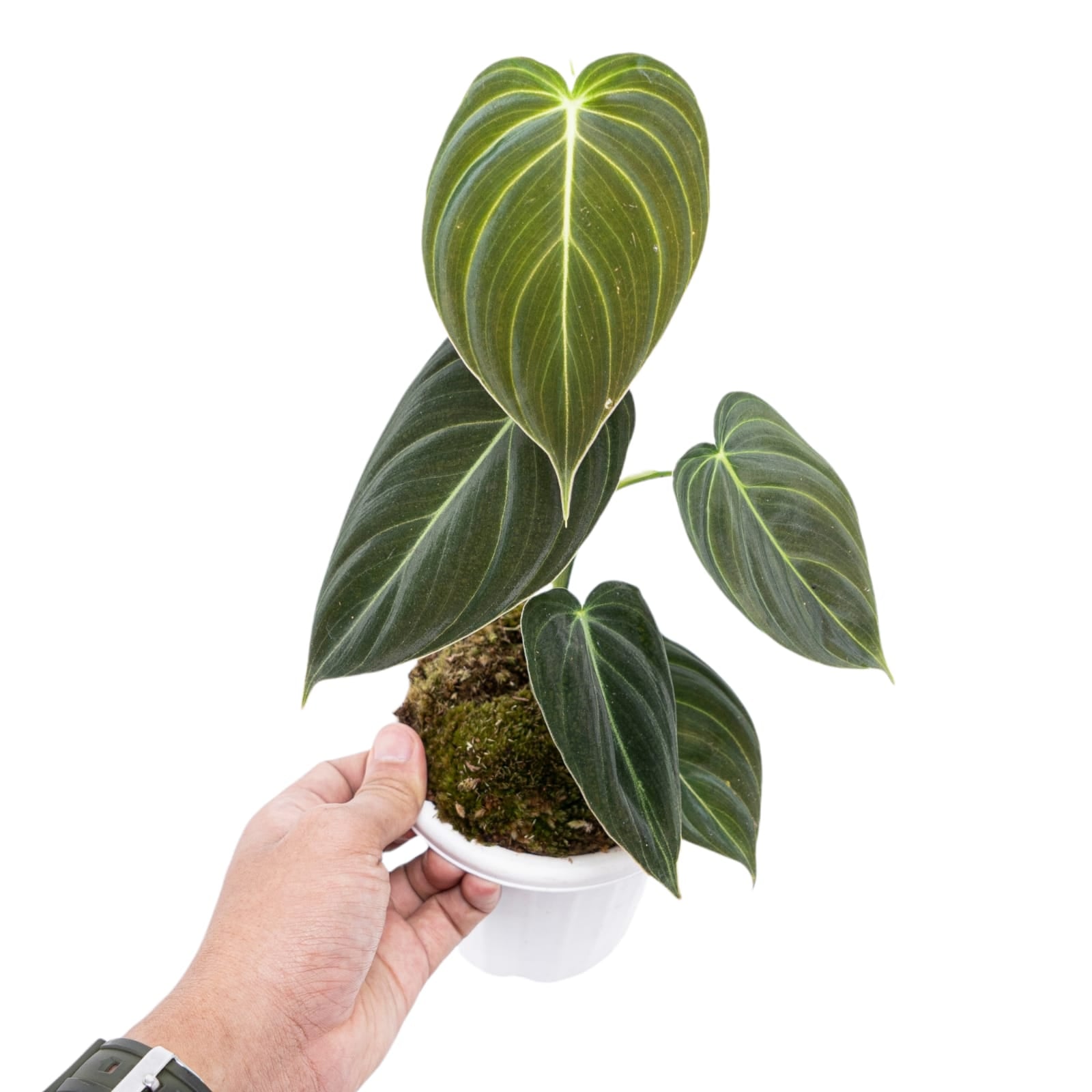 philodendron melanochrysum precio Philodendron Melanochrysum