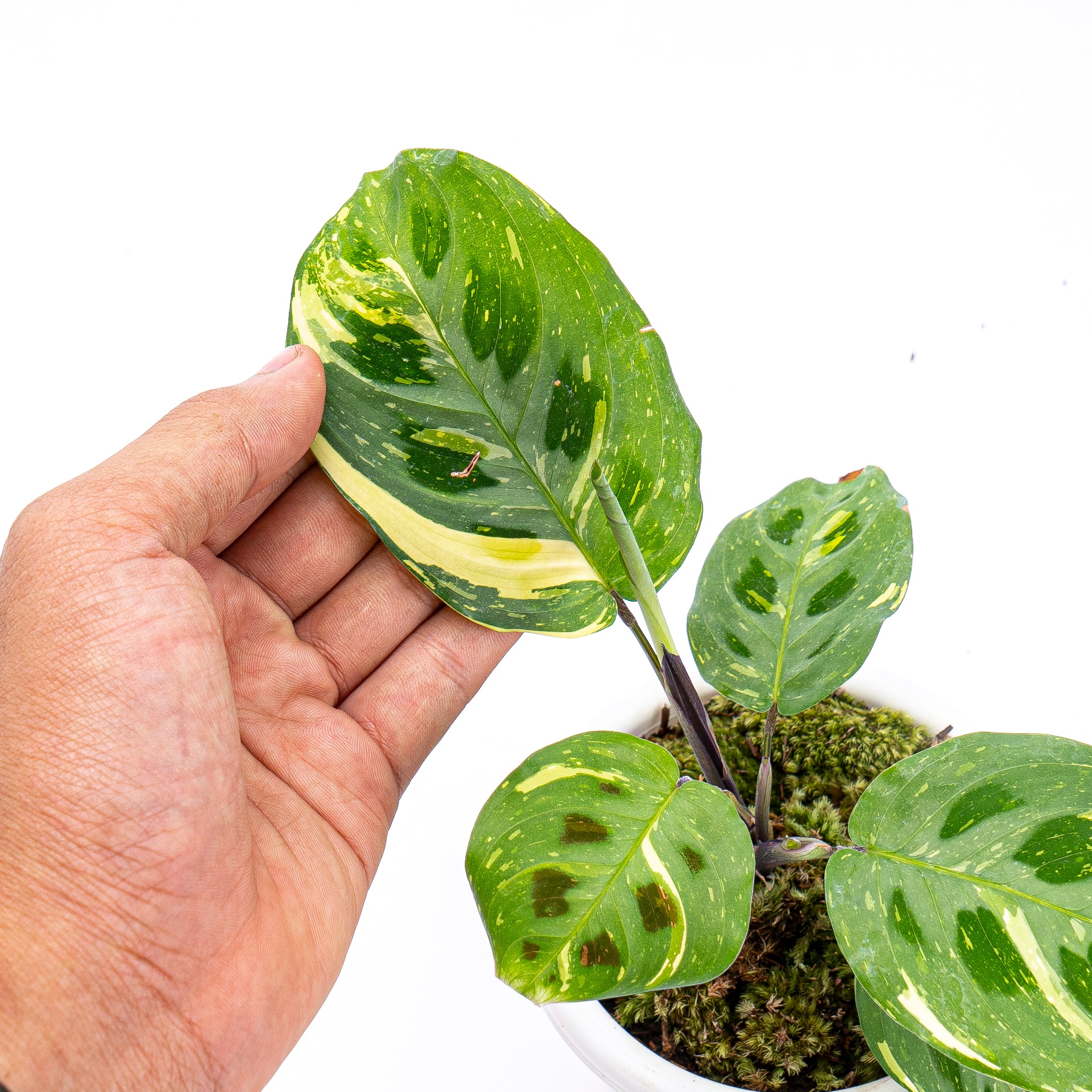 Calathea Butterfly Variegated