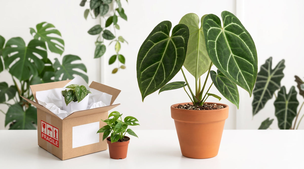 How to Buy Rare Plants Online Safely
