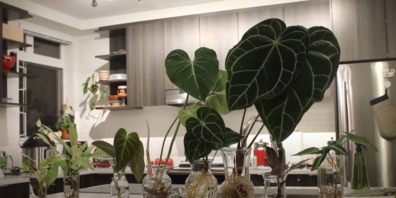 How to Rehab imported Plants after Shipping