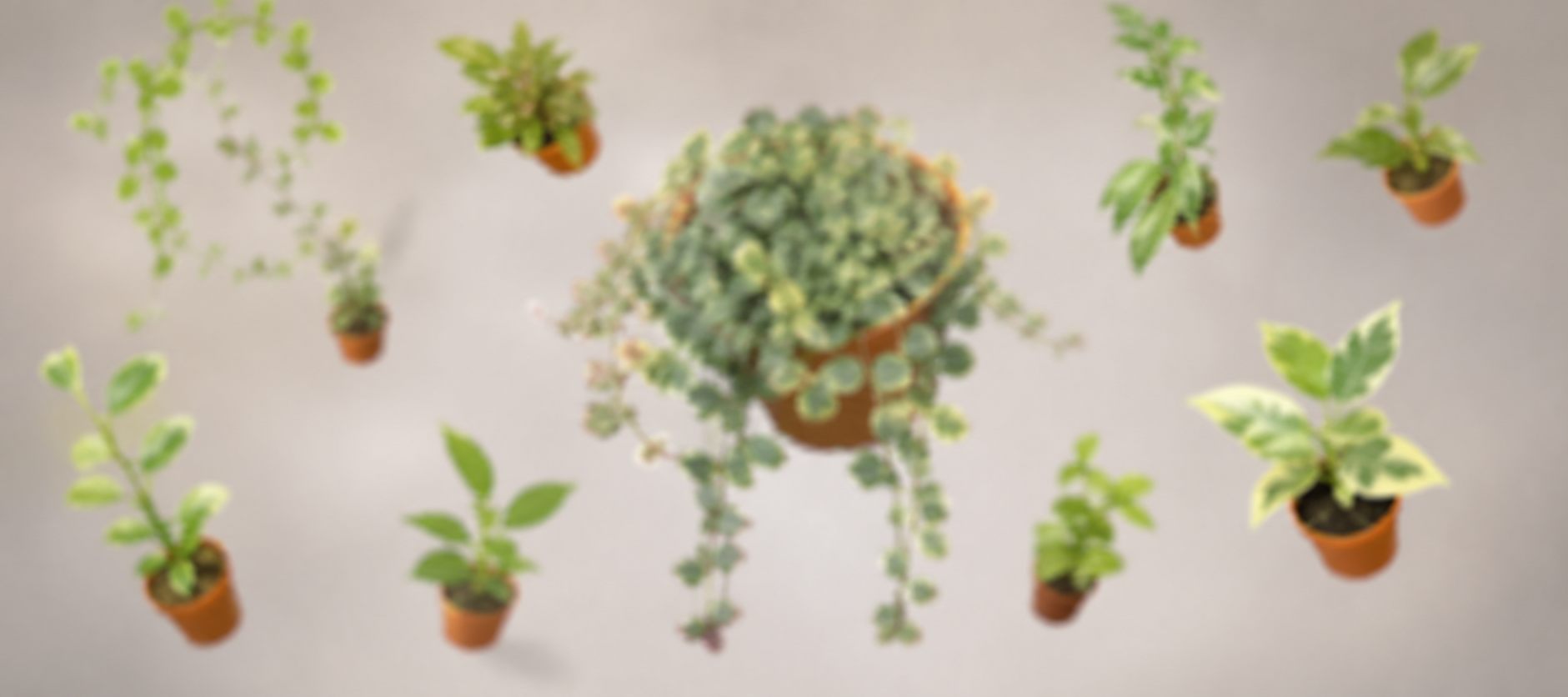 HOYA WEEKLY DROP