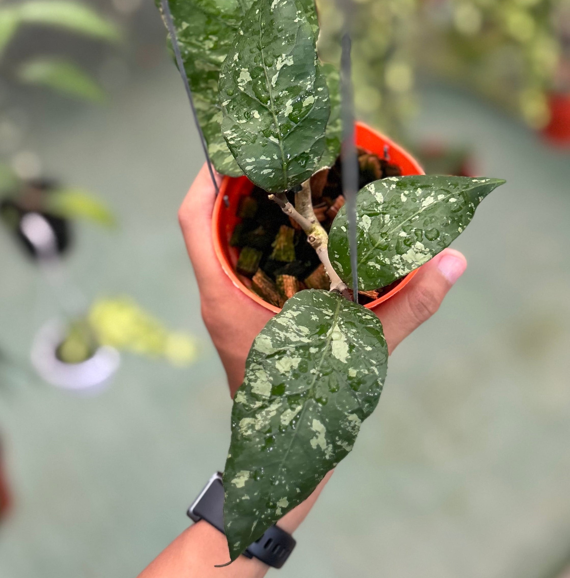 Hoya sp aceh ‘mapu’