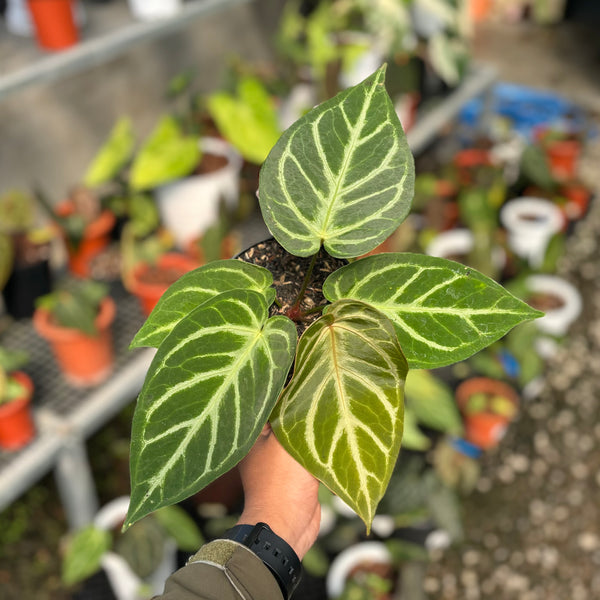 Anthurium green mamba x silver blush