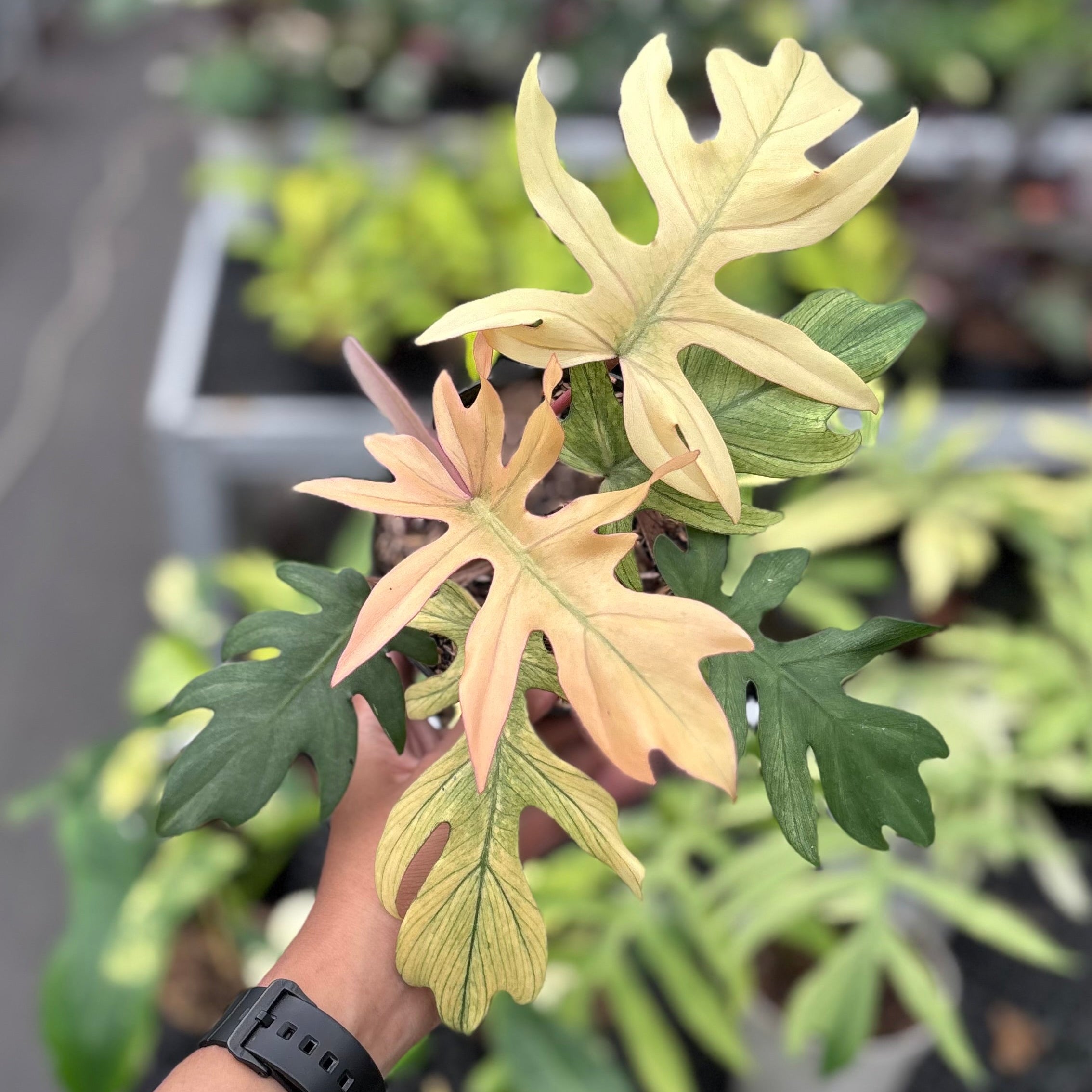 Philodendron Squamiferum x Mayoi
