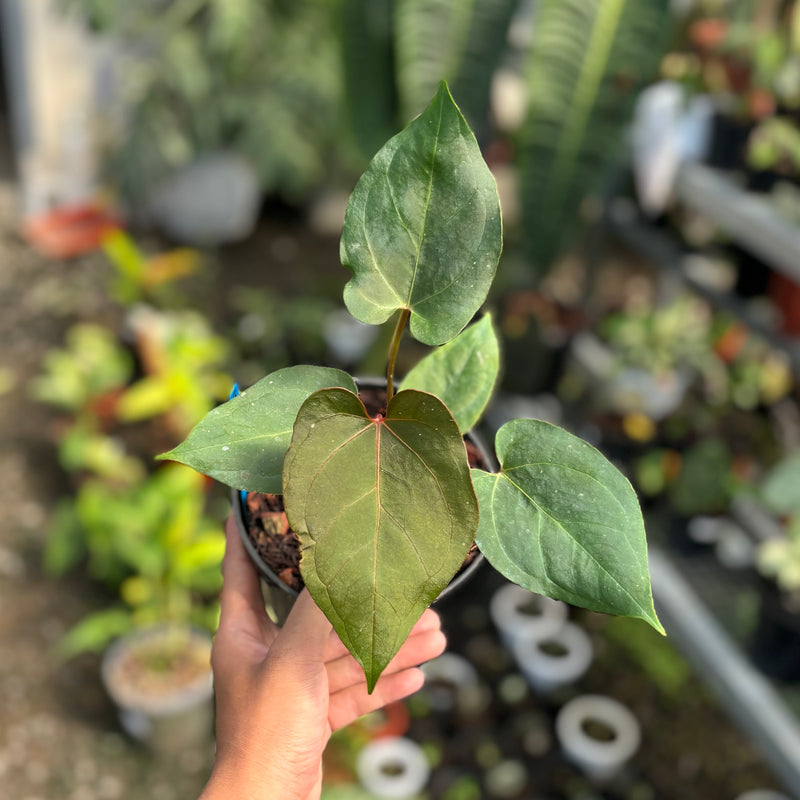 Anthurium blue hamizan