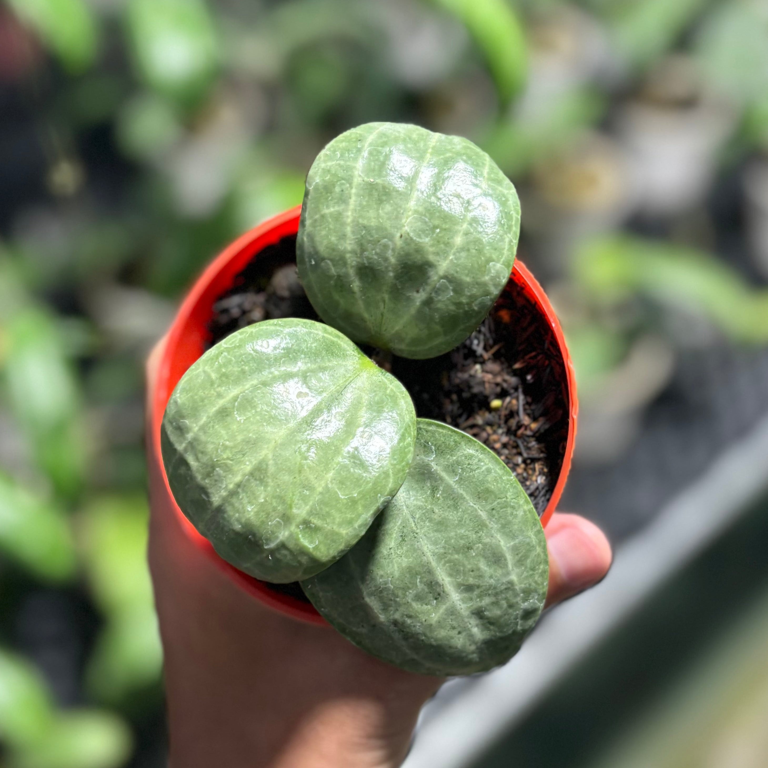 Hoya latifolia sarawak silver