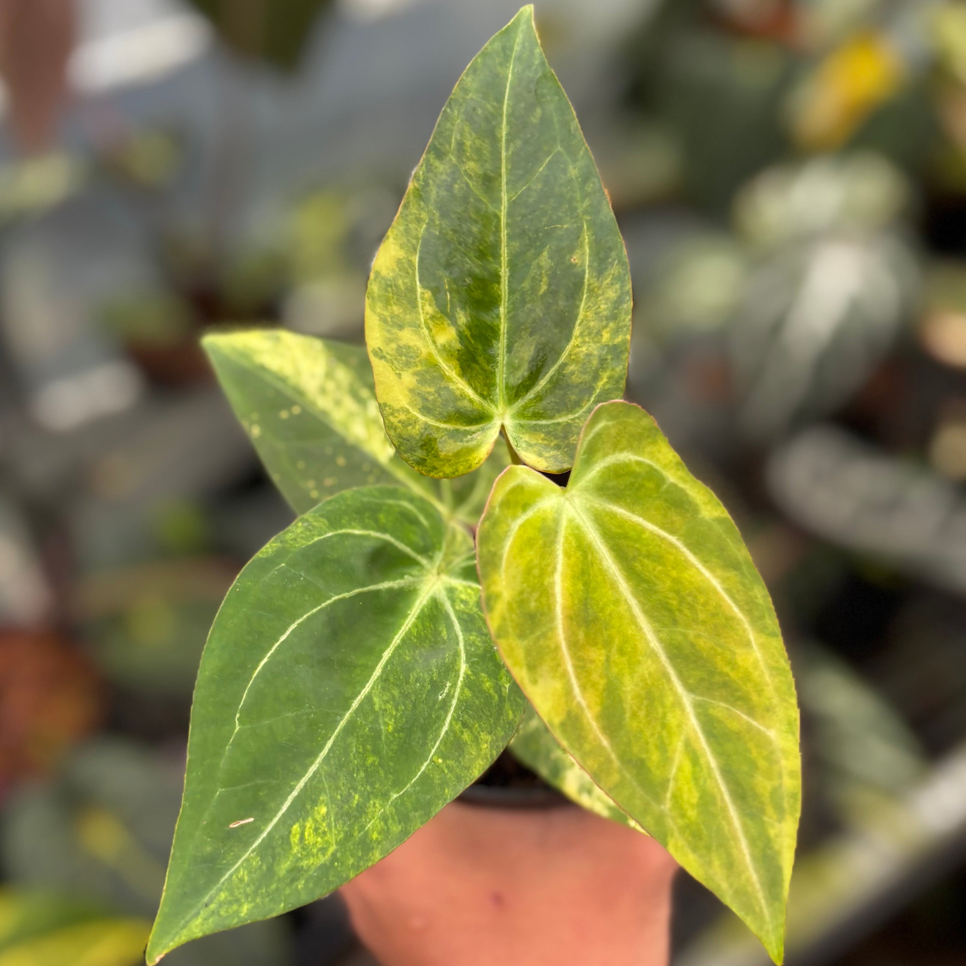 Anthurium Forgetii Var x BVIT ZM